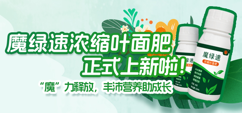 豐沛營(yíng)養(yǎng)助成長(zhǎng)！魔綠速濃縮葉面肥上新啦